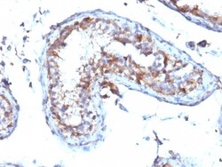 Moesin Antibody (MSN/492), Novus Biologicals 0.2mg; Unlabeled:Antibodies,